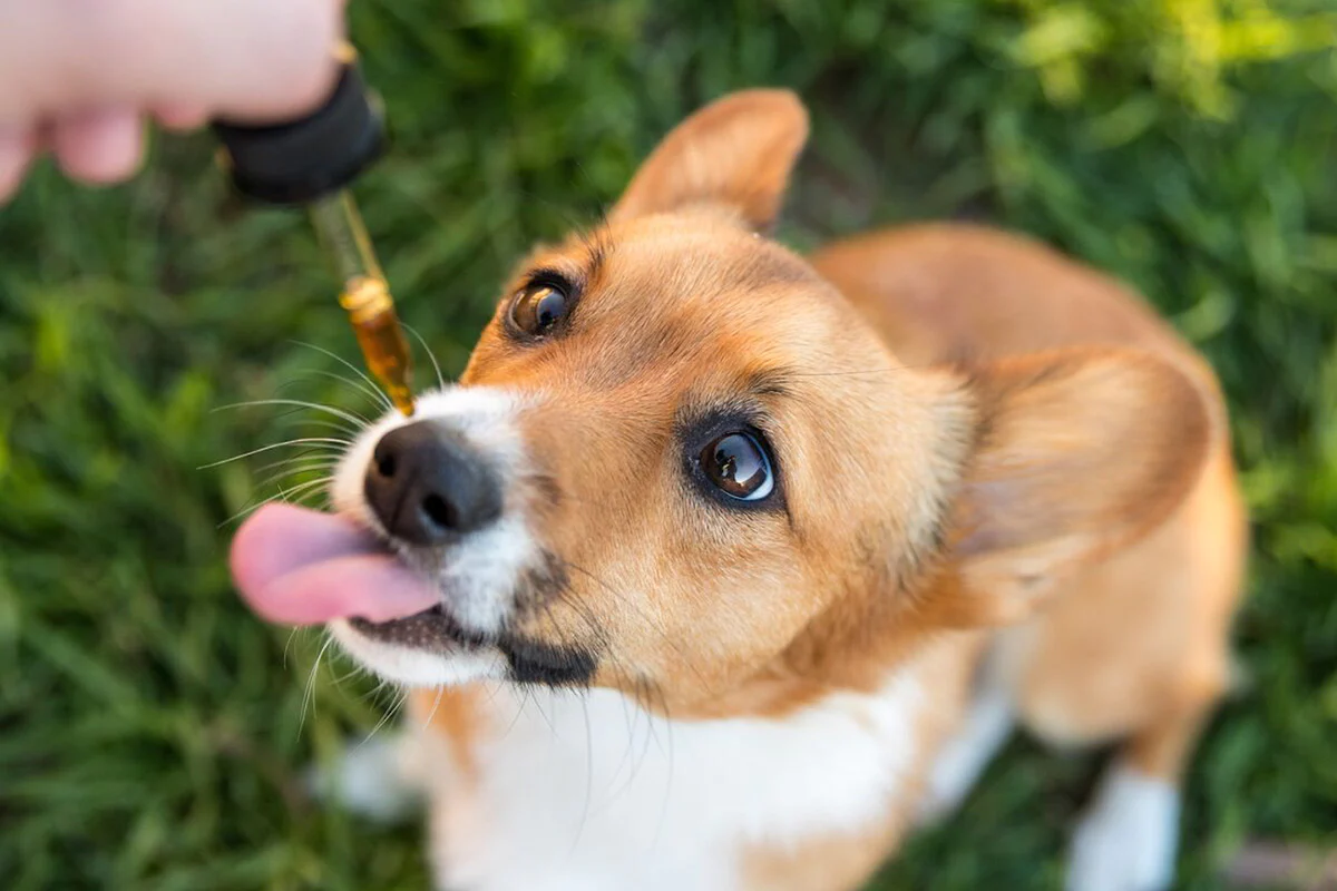 Pet CBD Oils and Products - Pet Pain Relief